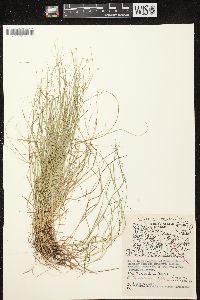 Carex trisperma image