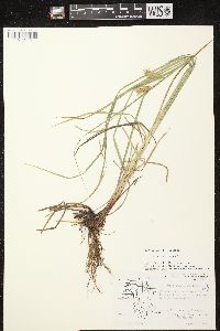 Carex tuckermanii image