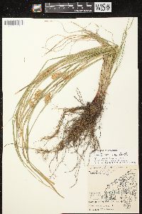 Carex tuckermanii image