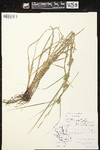 Carex tuckermanii image