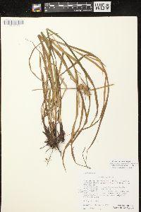 Carex typhina image