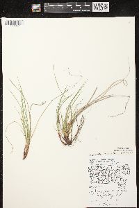 Carex umbellata image