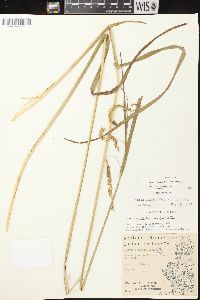 Carex crinita var. crinita image