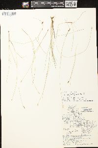 Carex leptalea subsp. leptalea image