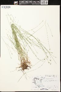 Carex leptalea subsp. leptalea image