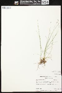 Carex leptalea subsp. leptalea image