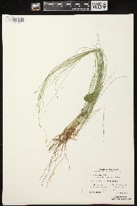 Carex leptalea subsp. leptalea image