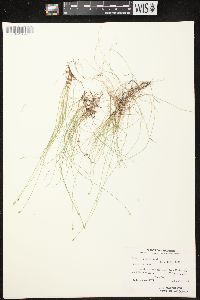 Carex leptalea subsp. leptalea image