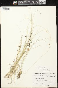 Carex leptalea subsp. leptalea image