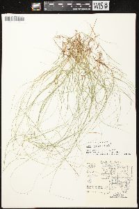 Carex leptalea subsp. leptalea image