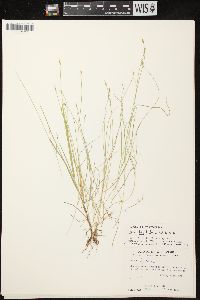 Carex leptalea subsp. leptalea image