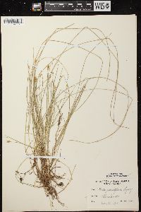 Carex pauciflora image