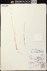 Carex pauciflora image