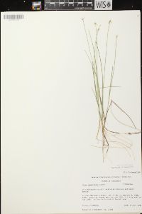 Carex pauciflora image