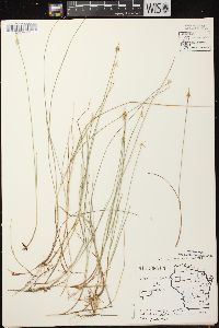 Carex pauciflora image