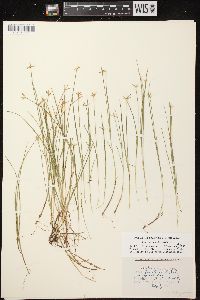 Carex pauciflora image