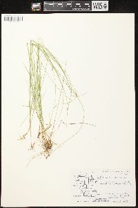 Carex leptalea subsp. leptalea image