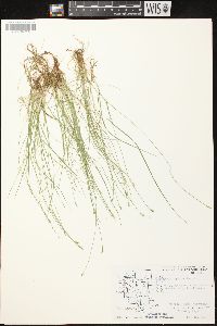 Carex leptalea subsp. leptalea image