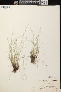 Carex leptalea subsp. leptalea image