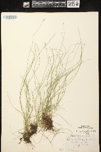 Carex leptalea subsp. leptalea image