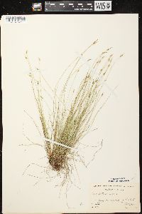 Carex leptalea subsp. leptalea image