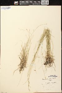 Carex leptalea subsp. leptalea image