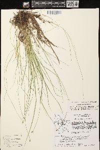 Carex leptalea subsp. leptalea image