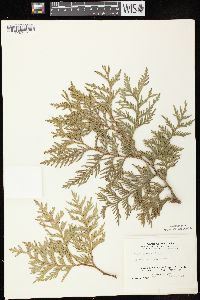 Thuja occidentalis image