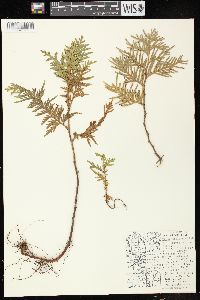 Thuja occidentalis image