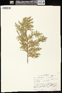 Thuja occidentalis image