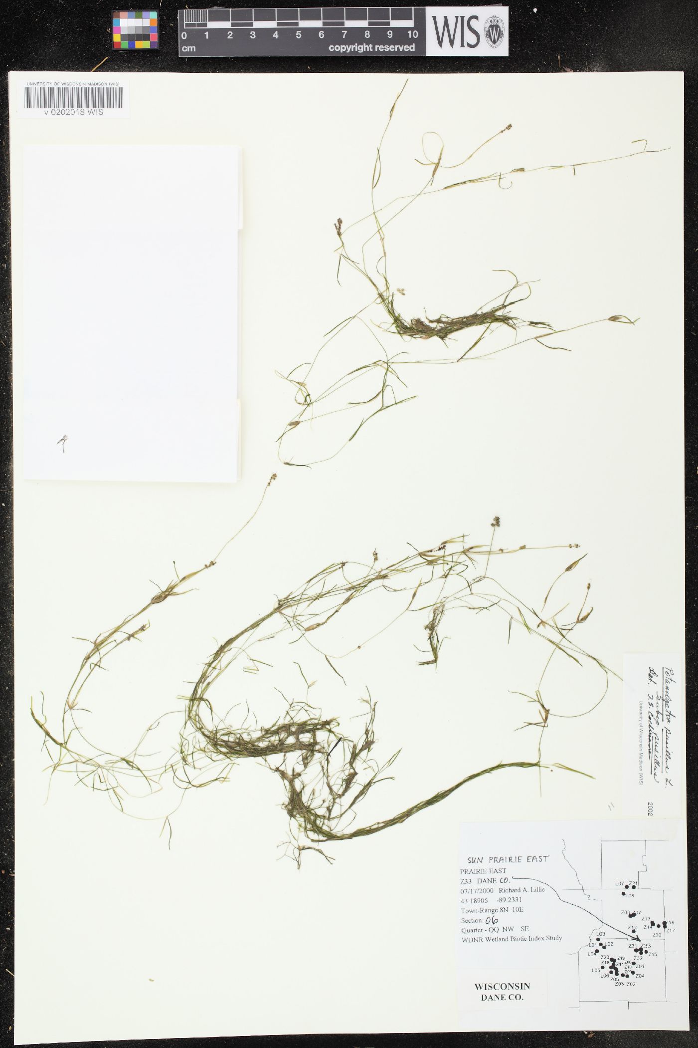 Potamogeton pusillus subsp. pusillus image