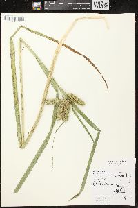 Carex comosa image