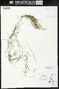 Potamogeton foliosus subsp. foliosus image