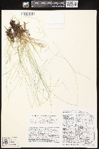 Carex leptalea subsp. leptalea image