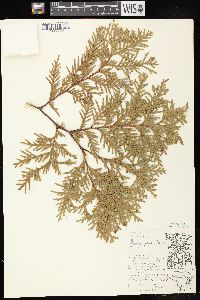 Thuja occidentalis image