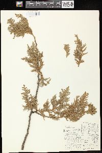 Thuja occidentalis image