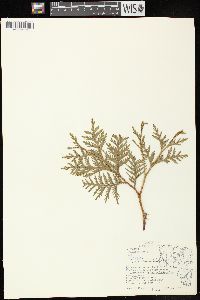 Thuja occidentalis image