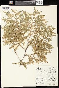 Thuja occidentalis image