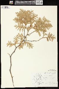 Thuja occidentalis image