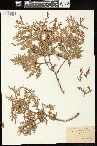 Thuja occidentalis image