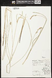 Carex prairea image