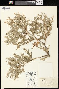 Thuja occidentalis image