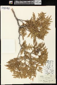 Thuja occidentalis image