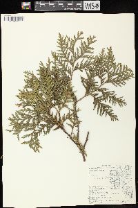 Thuja occidentalis image