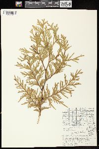 Thuja occidentalis image