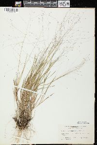 Digitaria cognata image