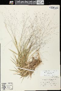 Digitaria cognata image