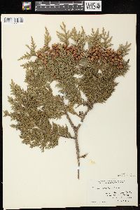 Thuja occidentalis image