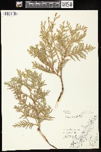 Thuja occidentalis image