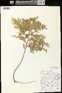 Thuja occidentalis image